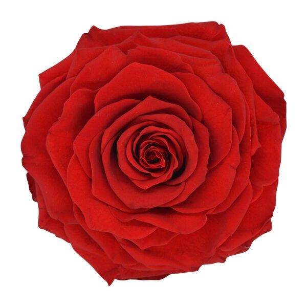 Dark Red Perfection - Red Preserved Roses