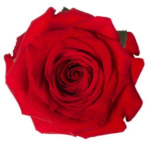 Wholesale Flowers - Flowers near me - Order Flowers Online | Magnaflor