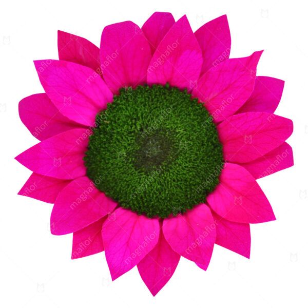 Hot Pink Sunflower - Hot Pink Preserved Sunflowers