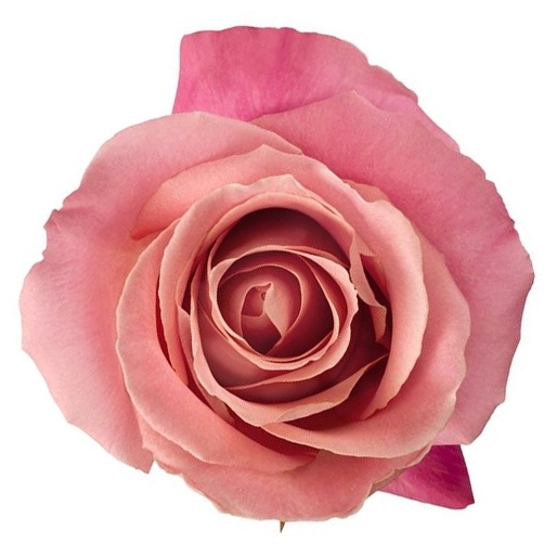 Free delivery - Premium - Hermosa - Pink Roses - Flowers Near Me - Magnaflor
