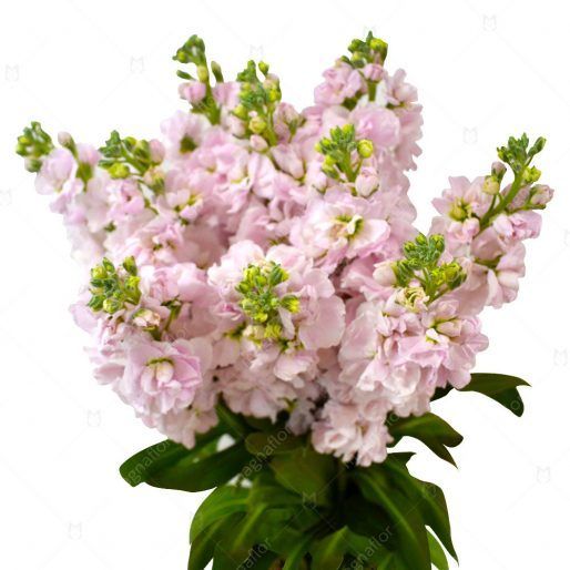 Free delivery - Premium - Light Pink Stock - Flowers Near Me - Magnaflor