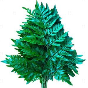Leather Leaf - Greenery