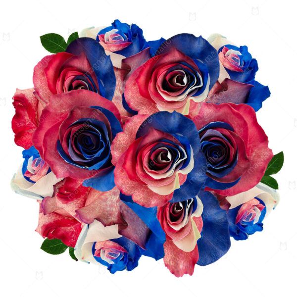 Mars - Pink and Blue Tinted Roses