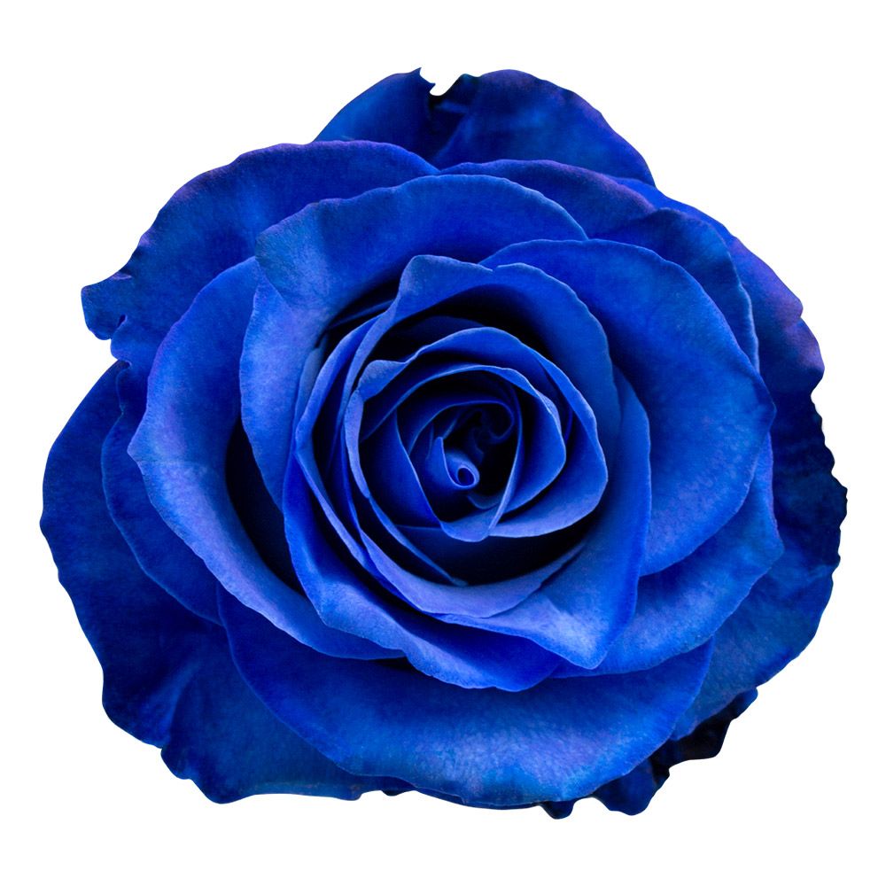 Free delivery - Premium - Blue Tinted Roses - Flowers Near Me - Magnaflor