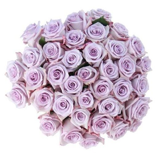 Free delivery - Premium - Ocean Song - Lavender Roses - Flowers Near Me ...