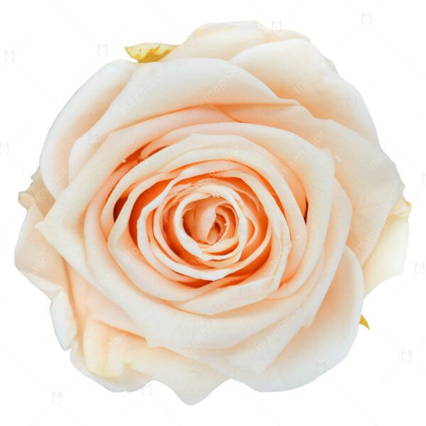 Peach Perfection - Light Orange Preserved Roses