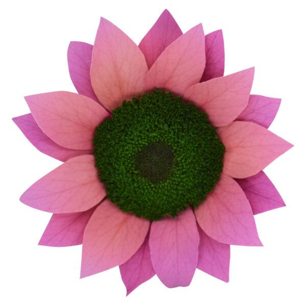 Pink Sunflower - Pink Preserved Sunflowers