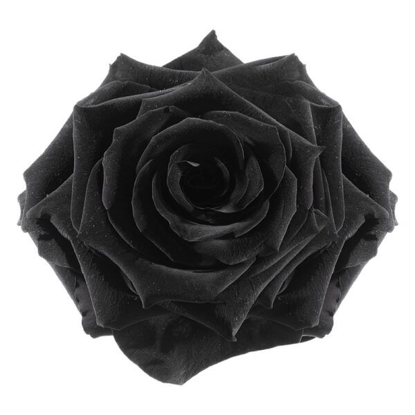 Black Magic Perfection - Black Preserved Roses