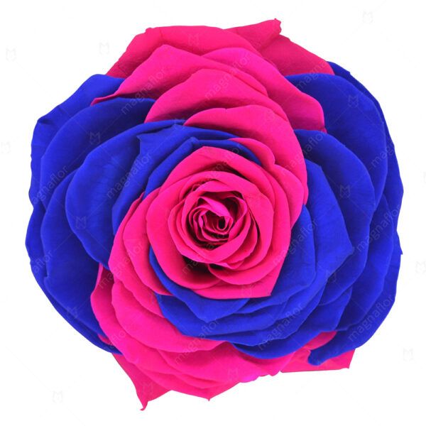 Pure Passion Rose 1 - Mix Colour Preserved Roses