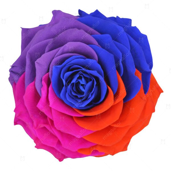 Pure Passion Rose 3 - Mix Colour Preserved Roses