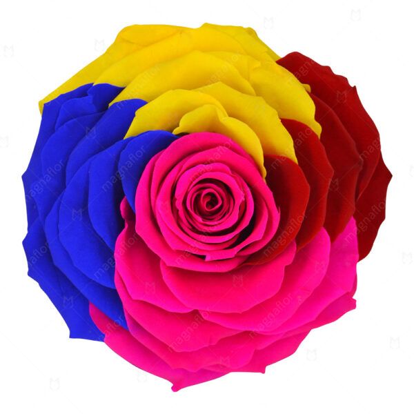 Pure Passion Rose 4 - Mix Colour Preserved Roses