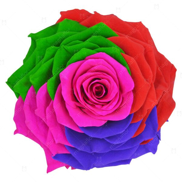 Pure Passion Rose 5 - Mix Colour Preserved Roses