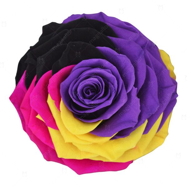 Pure Passion Rose 6 - Mix Colour Preserved Roses