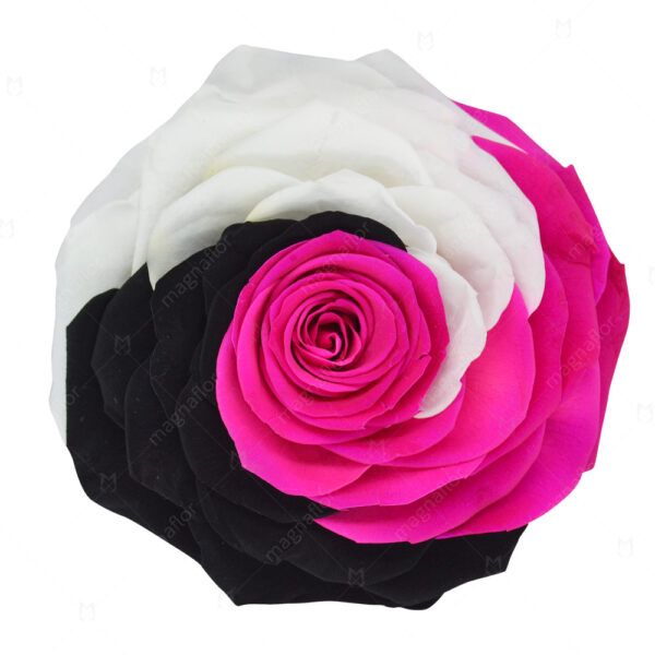 Pure Passion Rose 7 - Mix Colour Preserved Roses