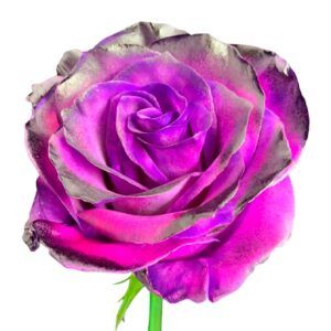 Pennywise - Pink Roses