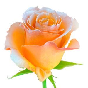 Pumpkin - Orange Tinted Roses
