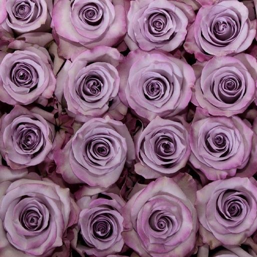 light purple rose