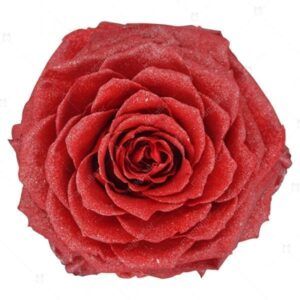 Red Glitter - Red Preserved Roses