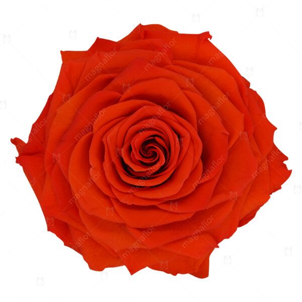 Red Perfection - Red Preserved Roses