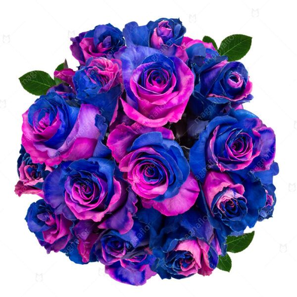 Saturn - Blue and Fuchsia Tinted Roses