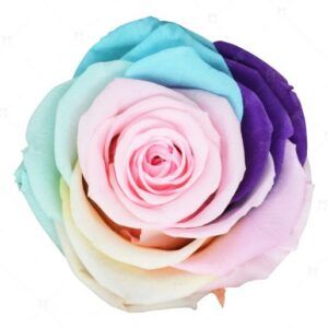 Sweet Sensation Mix color 7 - Preserved Roses
