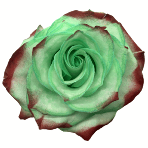 Yule - Green and Red Airbrushed Tinted Roses