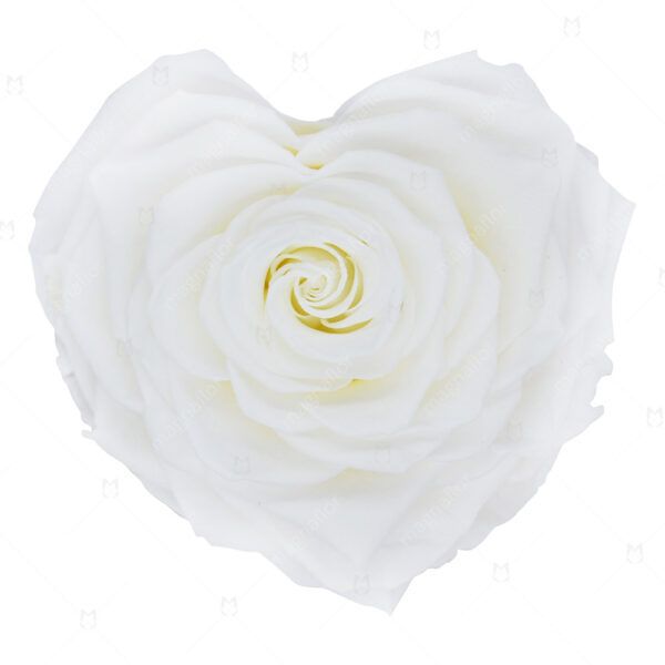 White Shape of Love - White Preserved Roses