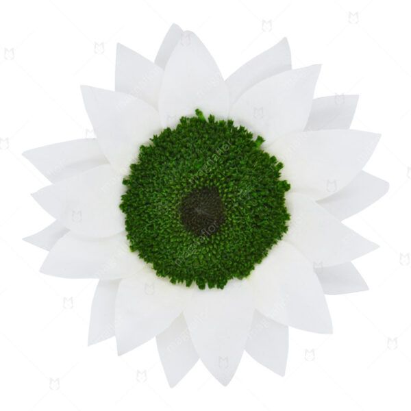 White Sunflower - White Preserved Sunflowers