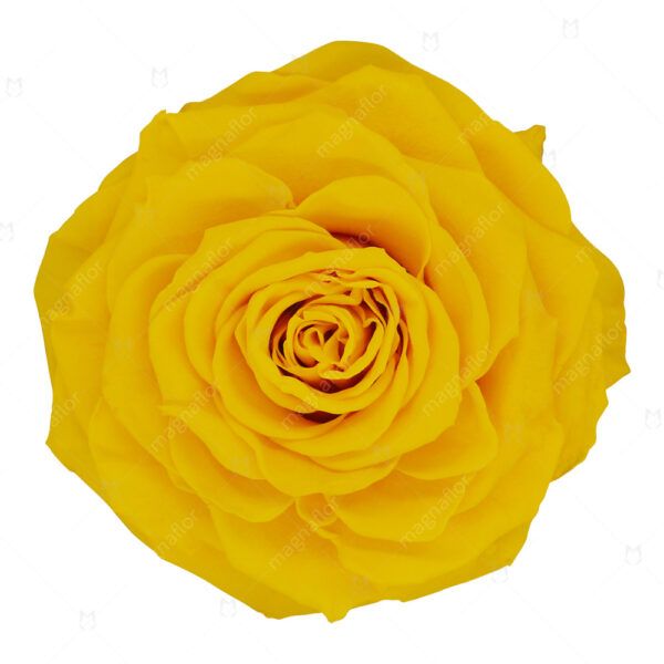 Perfection - Yellow Preserved Roses