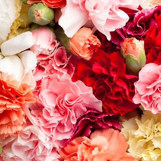 Carnation Wedding Assortment, 100/100 Stems - White, Hot Pink