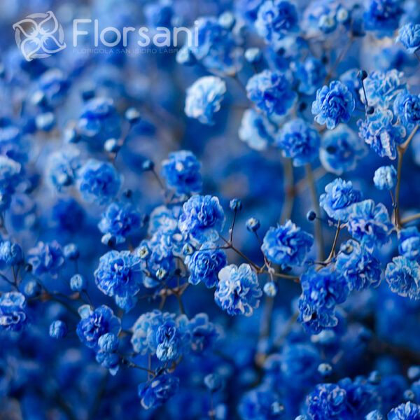 Blue Tinted Baby's Breath