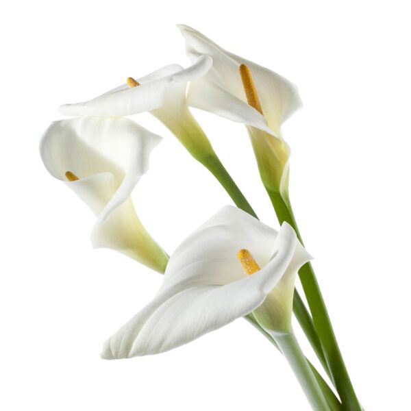 White Calla Lilies