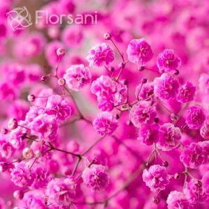 Fuchsia Tinted Baby's Breath