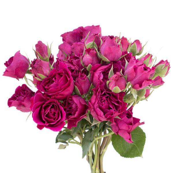 Hot Majolika - Hot Pink Spray Roses - Image 2