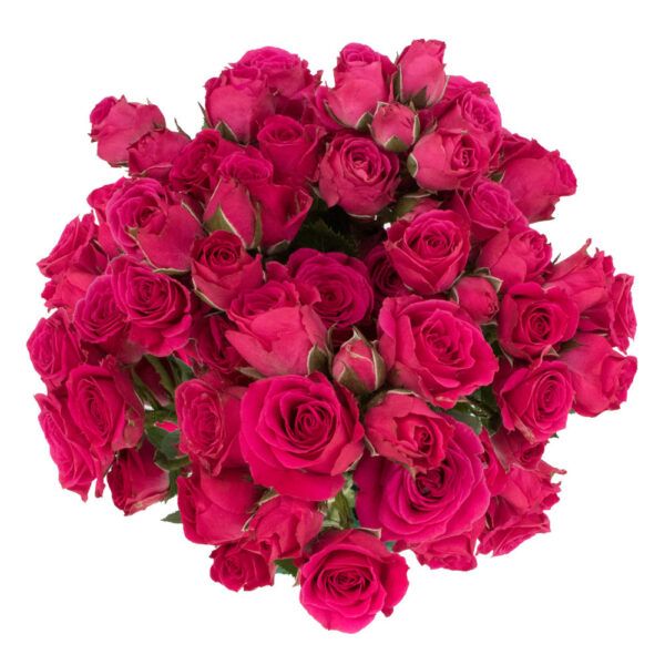 Lovely Lydia - Hot Pink Spray Roses