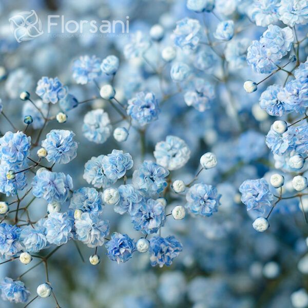 Light Blue Tinted Baby's Breath