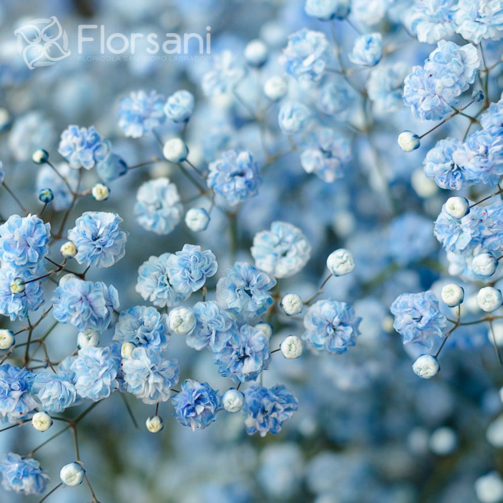 Free delivery - Premium - Light Pink Tinted Baby's Breath - Flowers Near Me  - Magnaflor