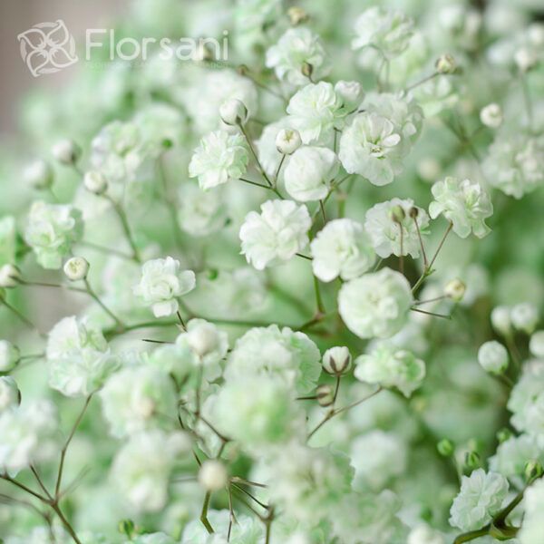 Light Green Tinted Baby's Breath