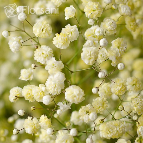 Light Yellow Tinted Baby's Breath