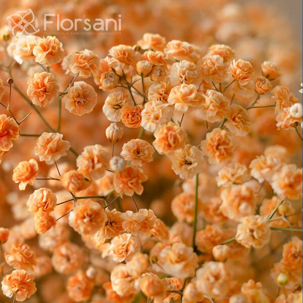 Orange Tinted Baby's Breath