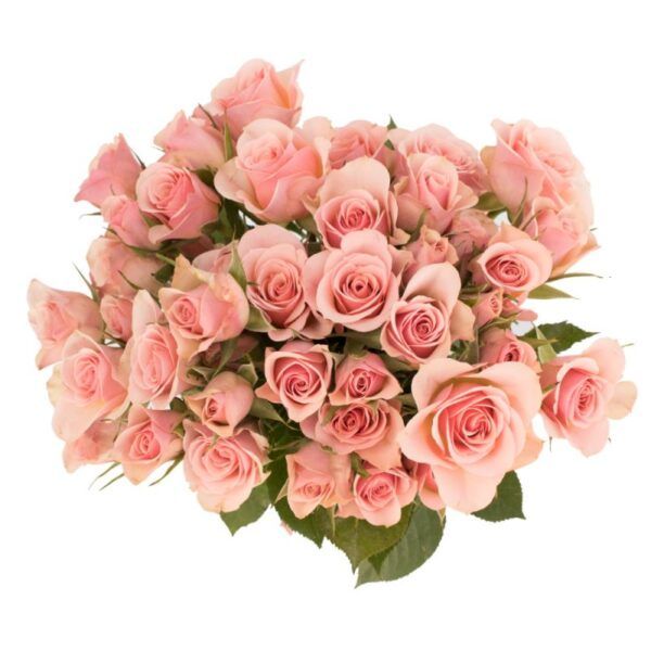 Peach Spray Roses