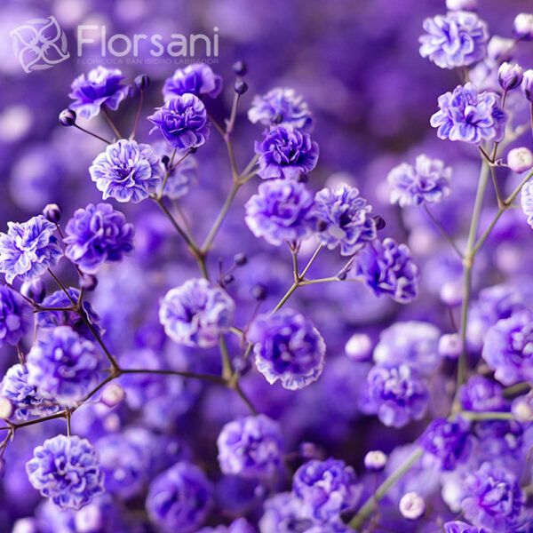 Purple Tinted Baby's Breath