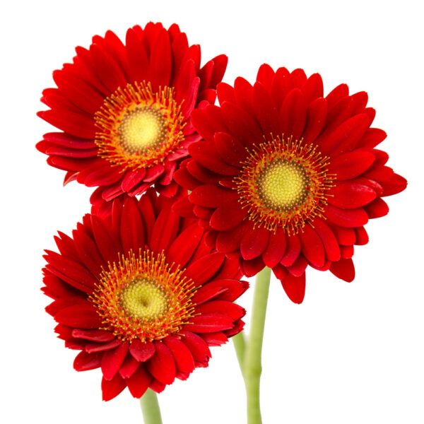 Mini Gerberas - Red Gerberas