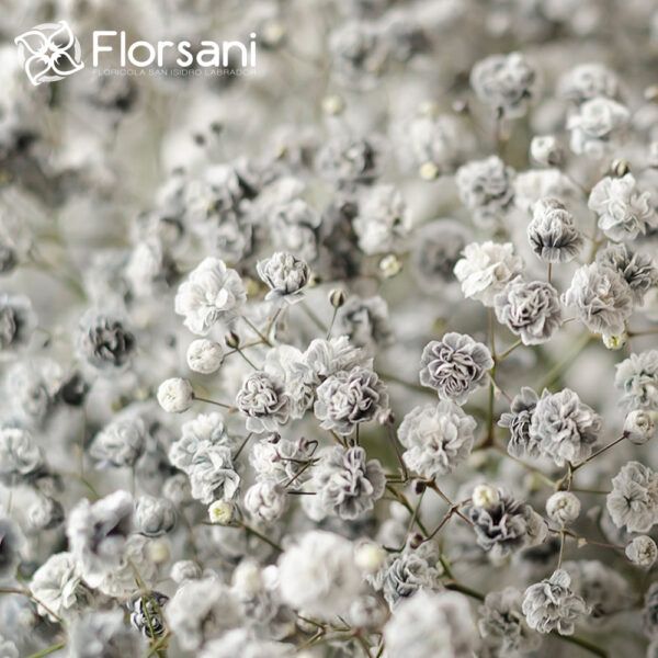 Salt and Pepper - Light grey Baby's Breath