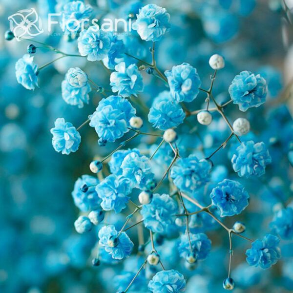 Sky Blue Tinted Baby's Breath Roses