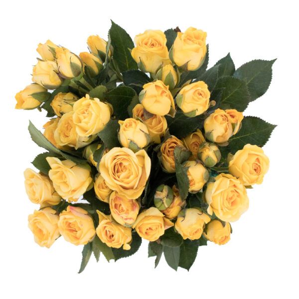 Yellow Spray Roses